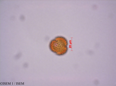 ISEM 1/Loricaria_antisanensis_29059/Loricaria_antisanensis_29059_0001(copy)_thumb.jpg